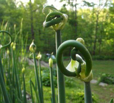 Onions that grow over winter