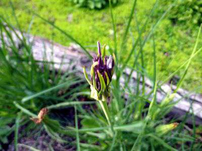 Salsify bloom